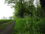 Nijreesbos